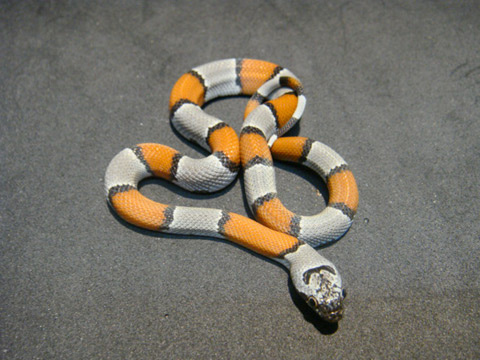 グレーバンドキングスネーク(2)