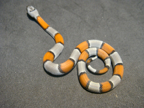 グレーバンドキングスネーク(3)