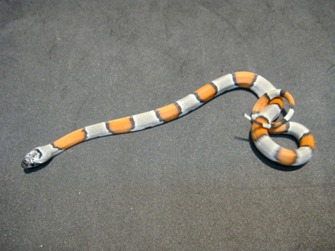 グレーバンドキングスネーク(4)