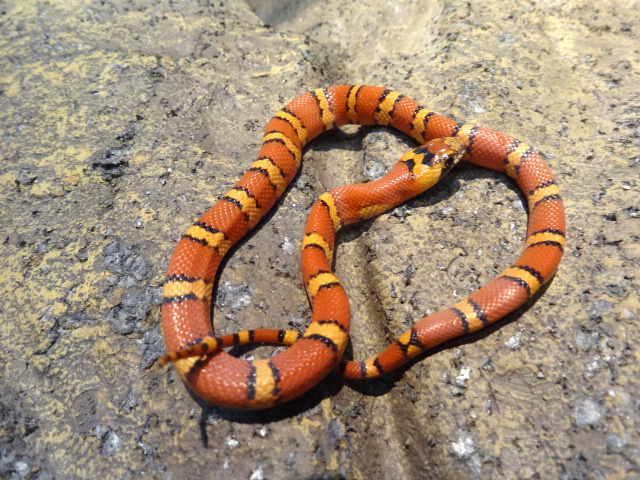 サイエリキングスネーク (1)