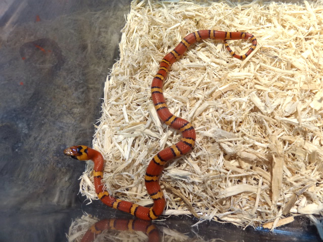 サイエリキングスネーク (3)