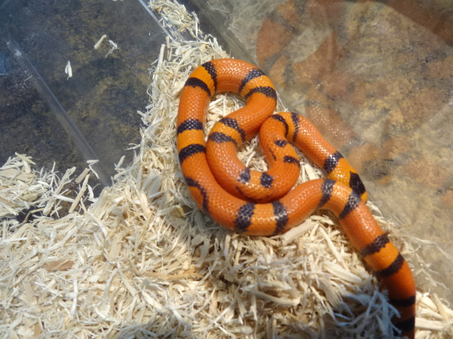 ホンジュランミルクスネーク(4)