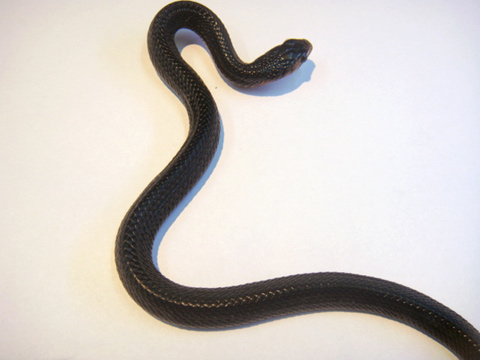 イースタンインディゴスネーク(9)