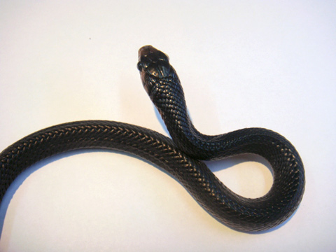 イースタンインディゴスネーク(10)