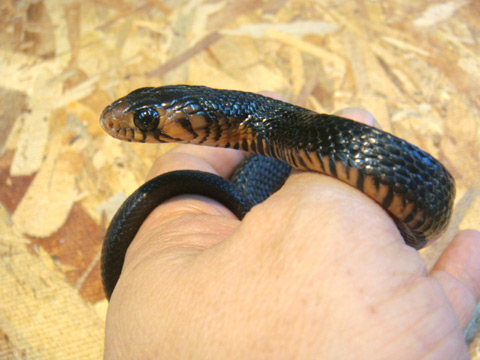 イースタンインディゴスネーク(11)