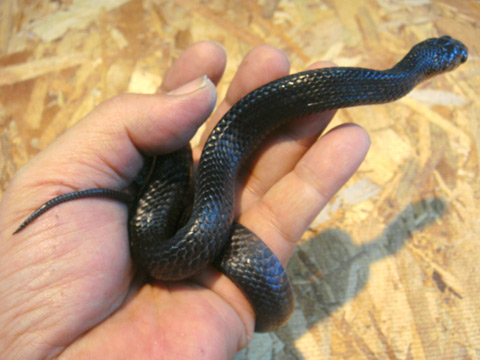 イースタンインディゴスネーク(12)