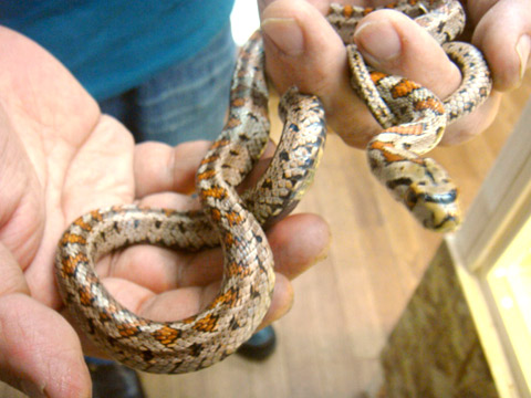 ヒョウモンナメラ(3)