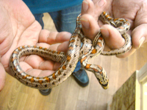 ヒョウモンナメラ(4)