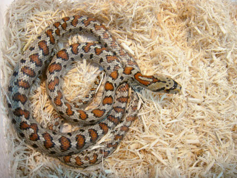 ヒョウモンナメラ(1)