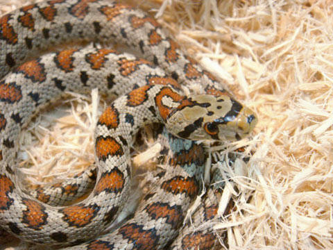 ヒョウモンナメラ(2)