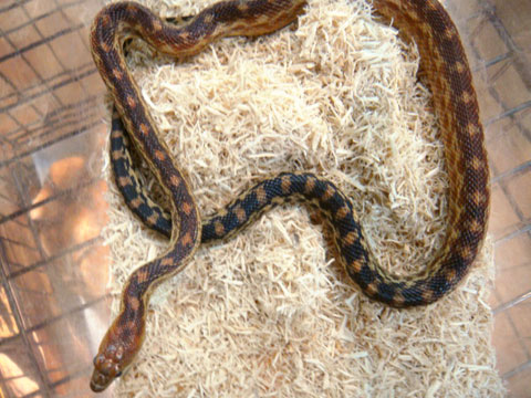 ケープゴファースネーク(5)