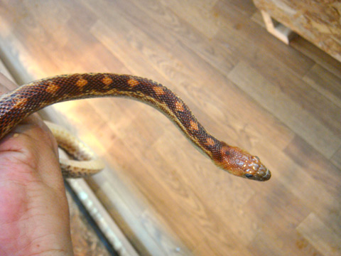 ケープゴファースネーク(7)