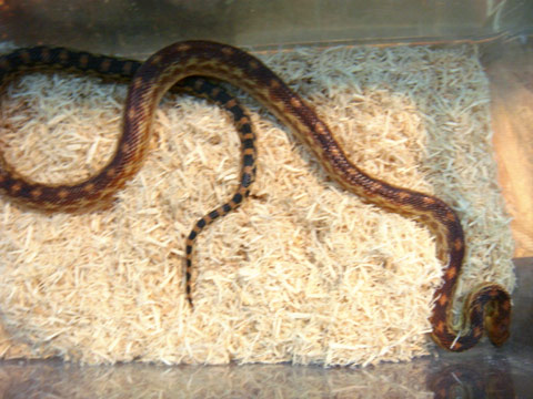 ケープゴファースネーク(8)