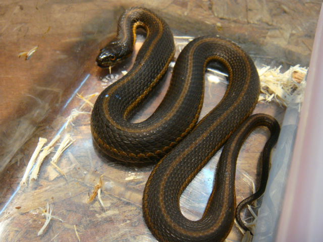 スコヤカガータースネーク