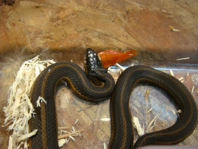 スコヤカガータースネーク(2)