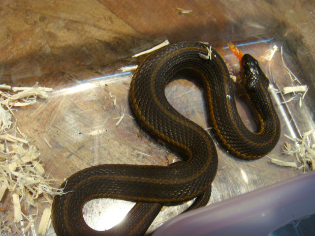 スコヤカガータースネーク(3)
