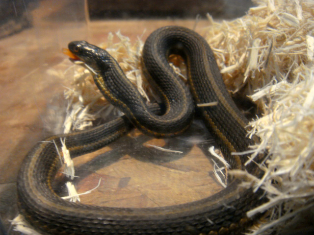 スコヤカガータースネーク(4)