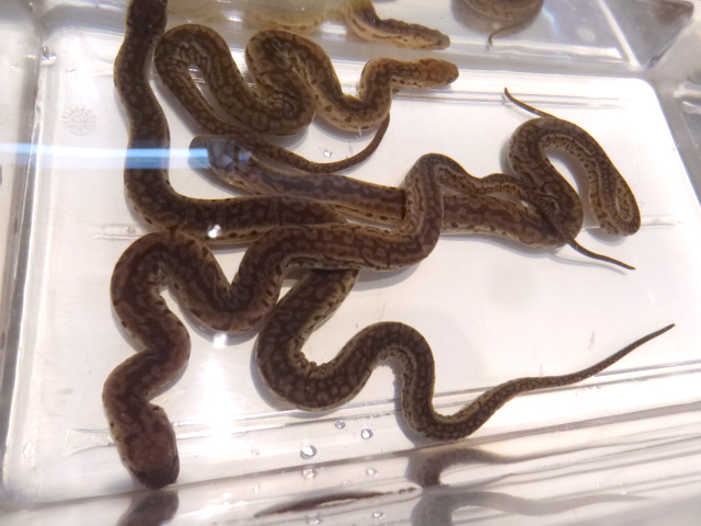 ジャワヤスリヘビ(9)