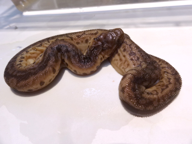 ジャワヤスリヘビ(11)