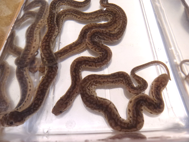 ジャワヤスリヘビ(10)