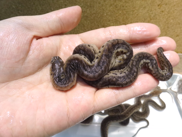 ジャワヤスリヘビ(12)