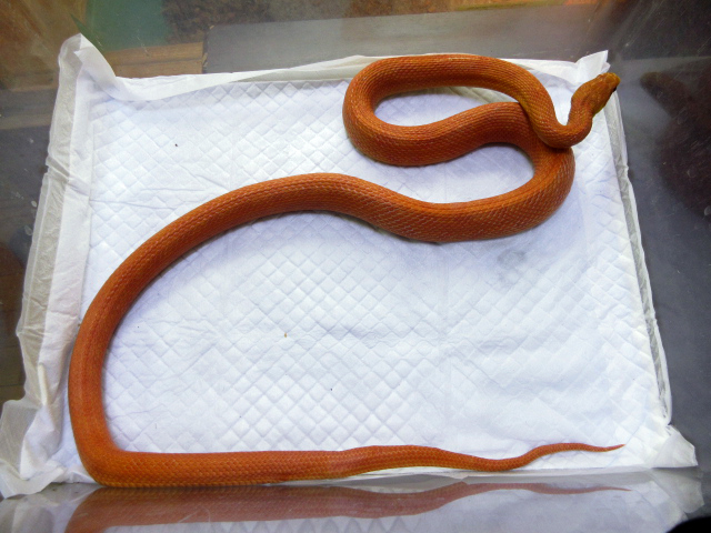 エバーグレイズラットスネーク