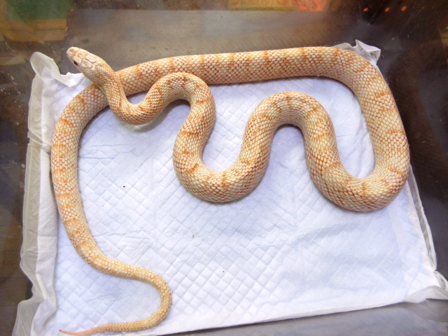 サンディエゴゴファースネーク(1)