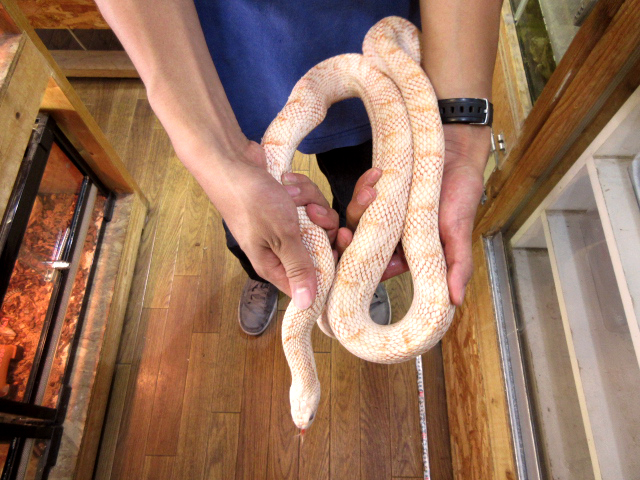 サンディエゴゴファースネーク(2)