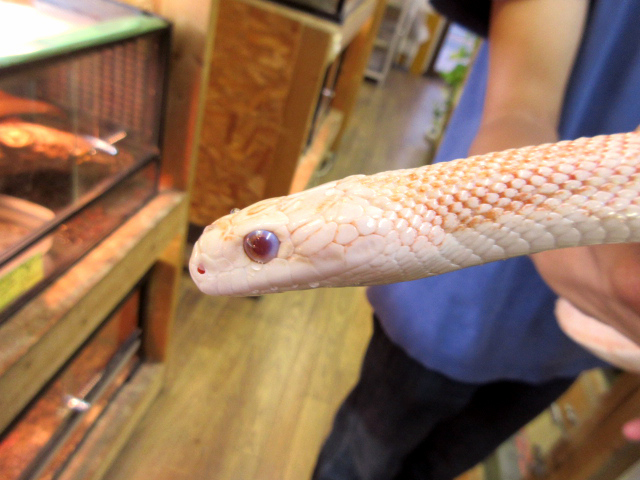 サンディエゴゴファースネーク(3)