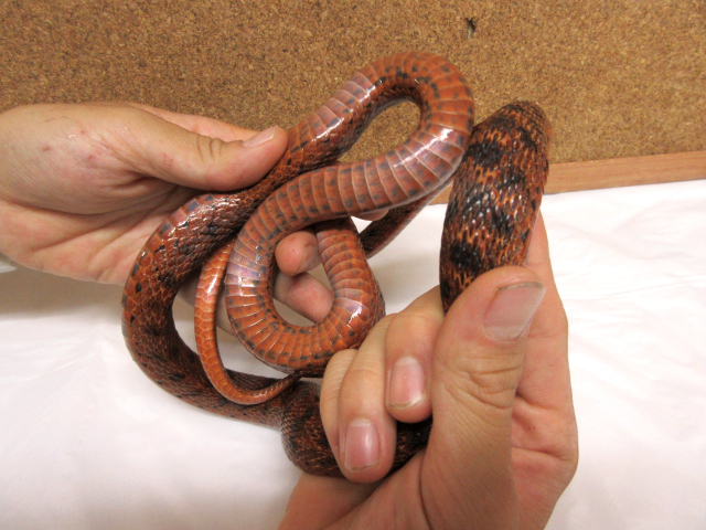 サラサナメラ(6)