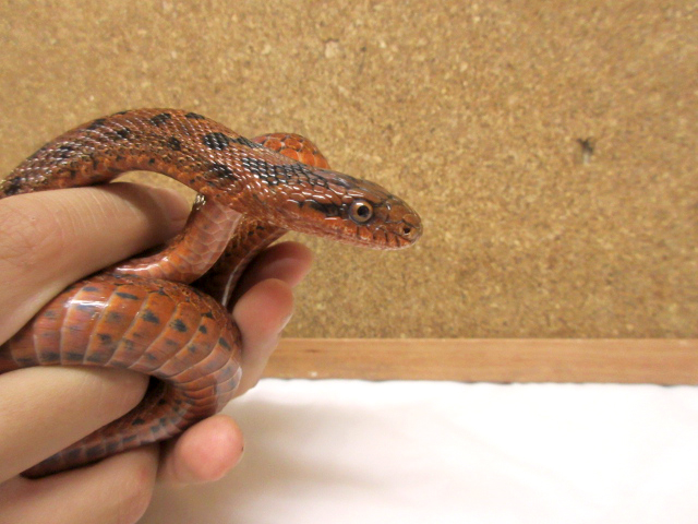 サラサナメラ(4)