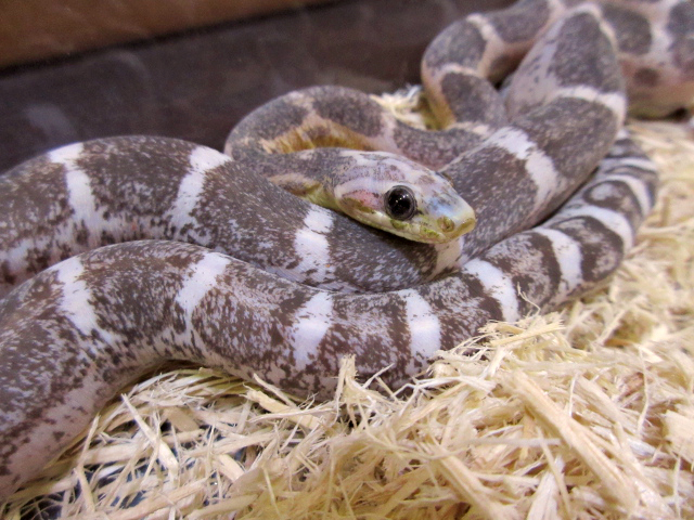 コーンスネーク(11)