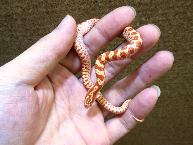 プレーリーキングスネーク(9)
