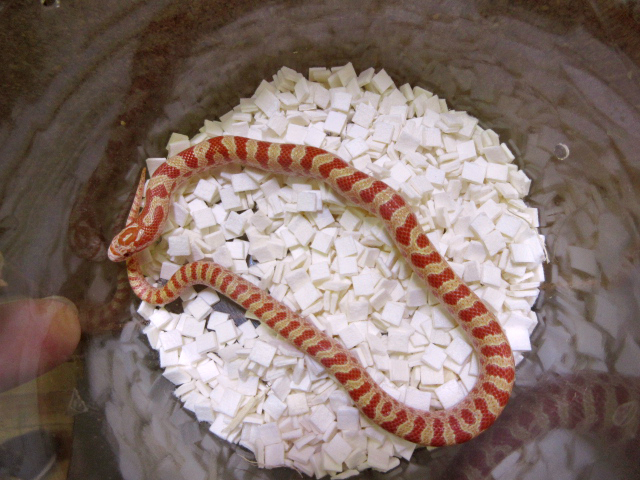 プレーリーキングスネーク(11)