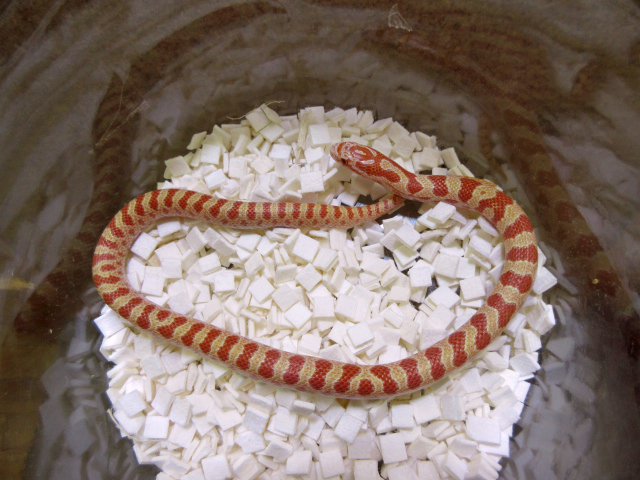 プレーリーキングスネーク(12)