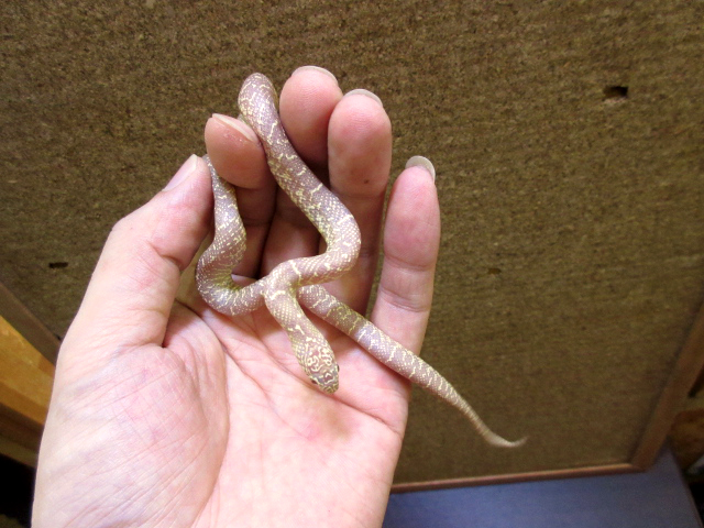 ブルックスキングスネーク(9)