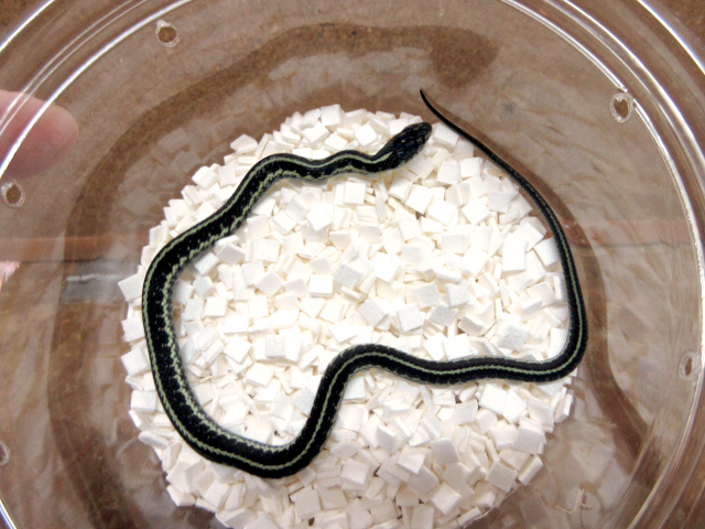 ピッカリングガータースネーク(1)