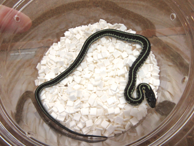 ピッカリングガータースネーク(2)