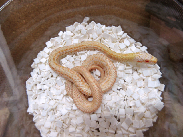 アオダイショウ(12)