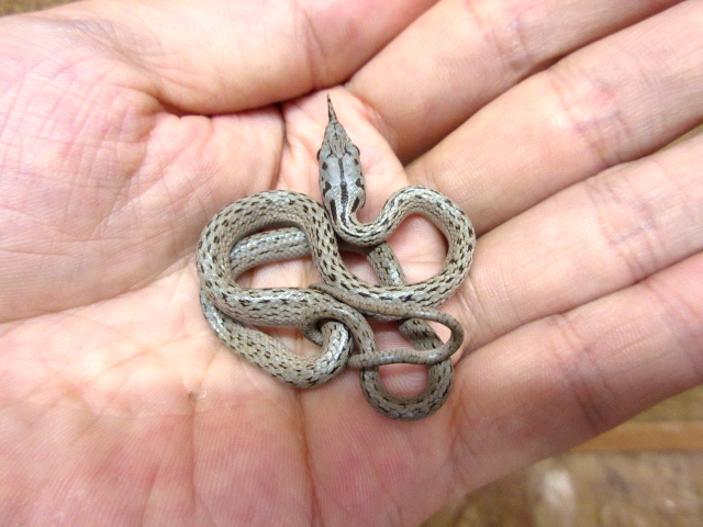 ライノラットスネーク(5)