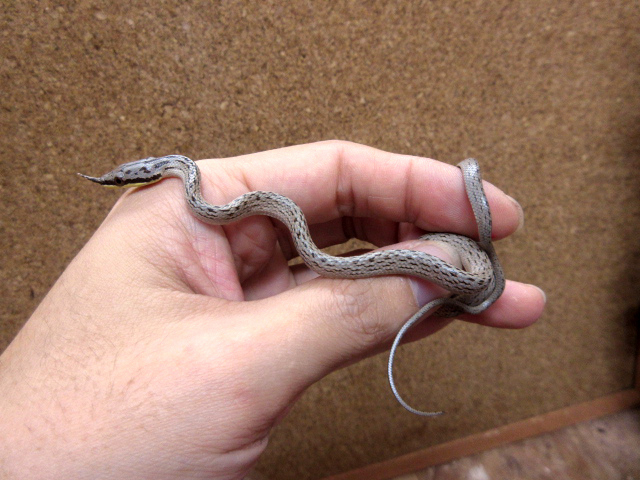 ライノラットスネーク(6)