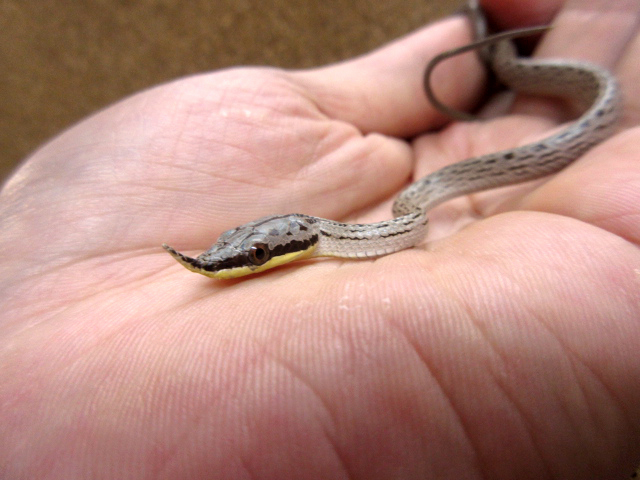 ライノラットスネーク(7)