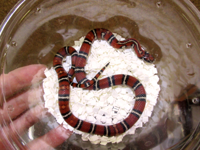 サイエリキングスネーク (7)