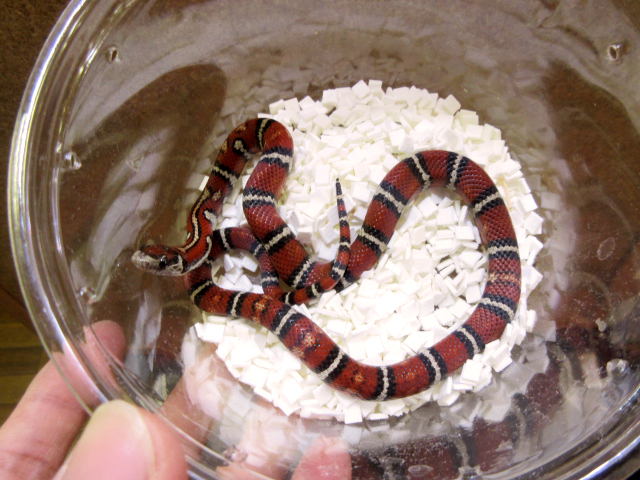 サイエリキングスネーク (8)