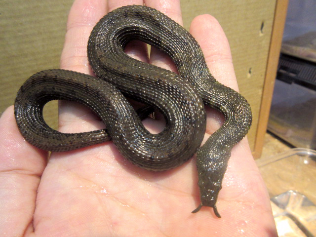 ヒゲミズヘビ(7)