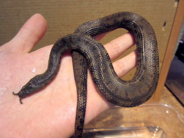 ヒゲミズヘビ(8)