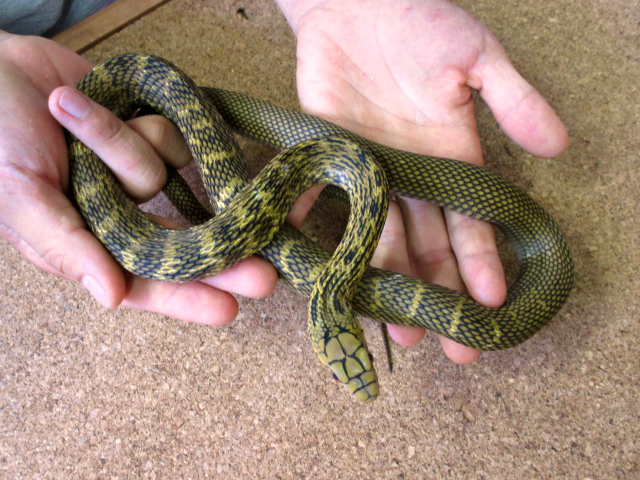 チュウゴクシュウダ(1)