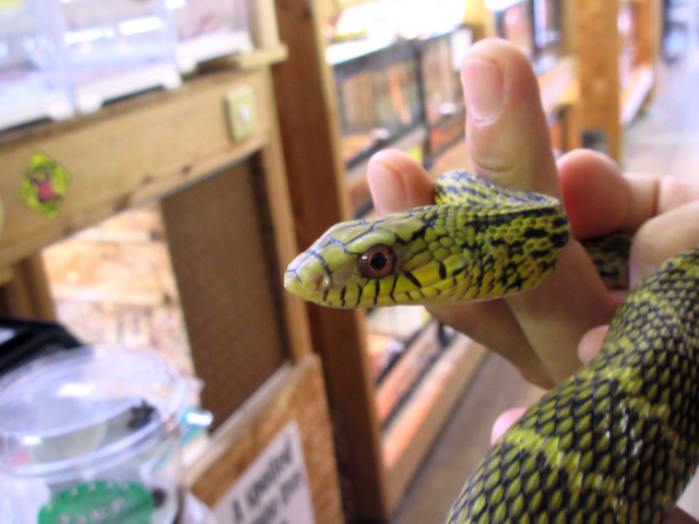 チュウゴクシュウダ(2)