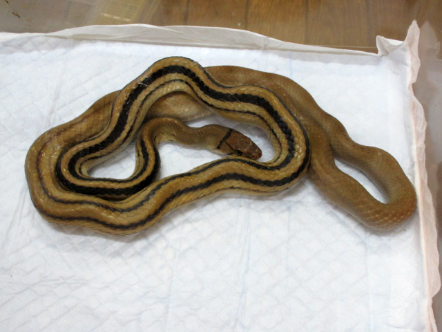 ホウシャナメラ(2)