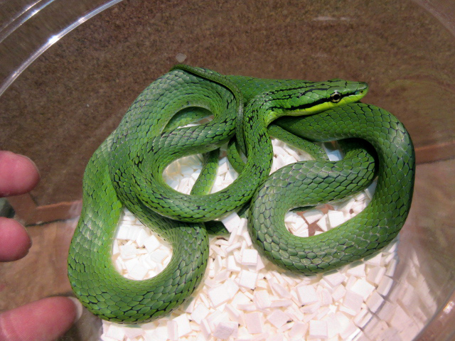 スジメアオナメラ(5)